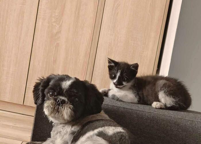 Grajewo ogłoszenia: Poszukiwany pies shitsu. Biało czarna suczka (seniorka). Wabi się...